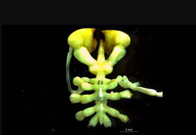 Ученые открыли неизвестного ранее морского паука, живущего на дне Антарктиды - фото - apostrophe.ua - Украина - Антарктида