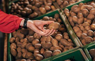 Не спешите отчаиваться: как спасти картофель в погребе, если он начал прорастать или подгнивать - hyser.com.ua - Украина