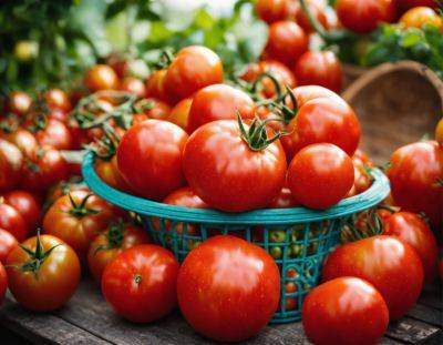 Хватит и на томатный сок, и на салаты, и на консервацию: названы лучшие сорта помидоров, которые можно посадить в 2024 году - hyser.com.ua - Украина