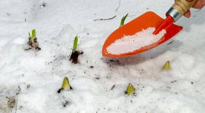 Урожай вас точно удивит: чем нужно подкормить плодовые деревья, когда выпал снег - hyser.com.ua - Украина