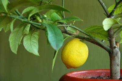 Не выбрасывайте кожуру от лимона, а копите ее на весну: как сделать простое удобрение для сада и огорода - hyser.com.ua - Украина