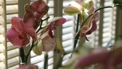 Зимний "застой" можно преодолеть: как продлить срок цветения орхидей в холодное время года - ukrainianwall.com - Украина