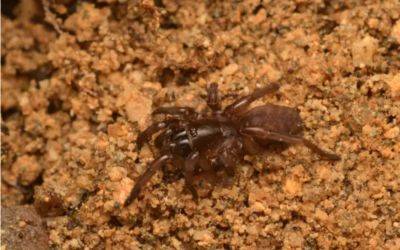 Паук Nemesia berlandi – редкого паука нашли в Португалии - apostrophe.ua - Украина - Португалия - Антарктида