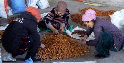Цена на сушеный абрикос на севере Таджикистана резко упала - dialog.tj - Киргизия - Таджикистан - Согдийская обл.