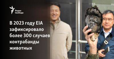 В 2023 году EIA зафиксировало более 300 случаев контрабанды животных - svoboda.org - Россия - США - Московская обл. - Вьетнам - Малайзия - Таиланд - Ангола