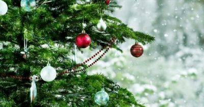 Натуральная или искусственная: какую новогоднюю елку выбрать - focus.ua - Украина