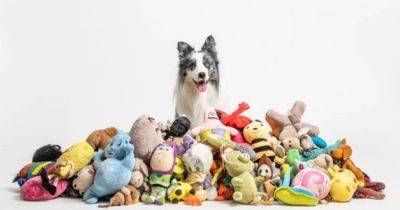 Редкие домашние животные. Ученые выяснили, как определить, что ваша собака гений - focus.ua - Украина