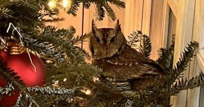 Подарок на Рождество: сова пряталась четыре дня в доме на елке, пока ее не обнаружили (фото) - focus.ua - США - Украина - штат Кентукки