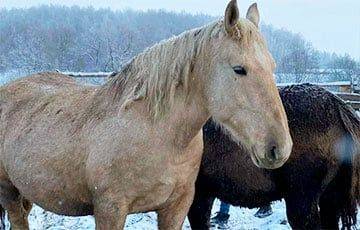 В Освее хотят продать на мясо единственную национальную породу лошадей - charter97.org - Белоруссия
