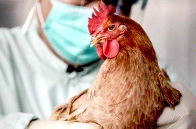 Птичий грипп впервые выявлен в коммерческом фермерском хозяйстве Литвы - obzor.lt - Литва - Запрет