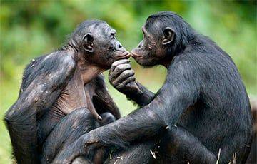 Ученые: Шимпанзе узнают друзей после десятилетий разлуки - charter97.org - Белоруссия - Япония