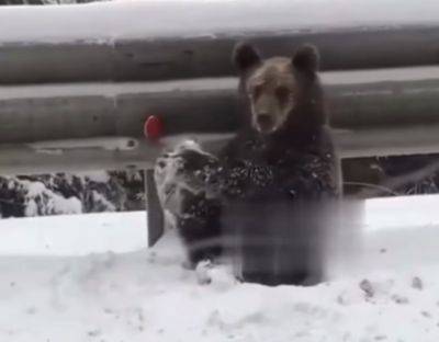 Медведи вышли на трассу на Закарпатье - видео - apostrophe.ua - США - Украина - шт.Северная Каролина