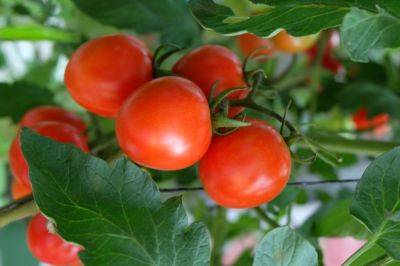 В Узбекистане резко выросли цены на помидоры - podrobno.uz - Узбекистан - Ташкент