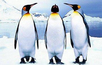 Ученые: Антарктические пингвины засыпают 10 000 раз в день - charter97.org - Белоруссия - Антарктида