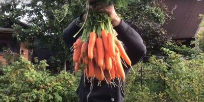 Хитрость наших бабушек, которые жили в селе: что нужно сделать, чтобы собирать морковь на огороде корзинами - hyser.com.ua - Украина