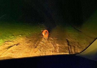 Жительница Чехии надела на встреченного у шоссе теленка светоотражающий жилет - vinegret.cz - Чехия