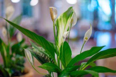 5 домашних растений, которые принесут удачу в 2024 году - vesty.co.il - Израиль