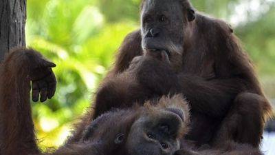Таиланд вернул Индонезии трёх орангутанов - ru.euronews.com - Таиланд - Бангкок - Индонезия