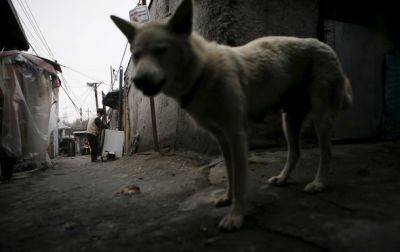 Зоозащита в законе: за издевательство над животными грозит тюрьма - korrespondent.net - Украина - Киев