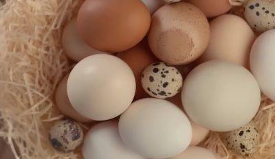 Не вздумайте такие есть: как определить, что яйца испорчены, не разбивая их - ukrainianwall.com - Украина