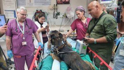 После ранения в Газе солдата и его боевую собаку лечат в одной палате - vesty.co.il - Израиль