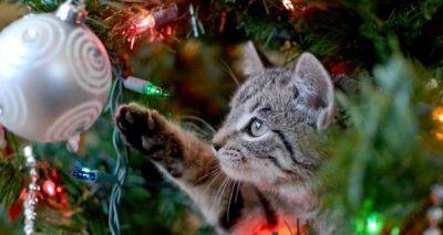 Как уберечь новогоднюю елку от кота. Лапы прочь! - cxid.info