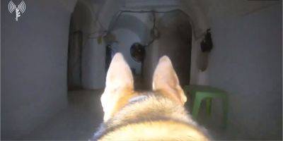 ЦАХАЛ опубликовал видео, снятое собакой в обширной сети туннелей ХАМАС - nv.ua - Украина - Израиль - Газа