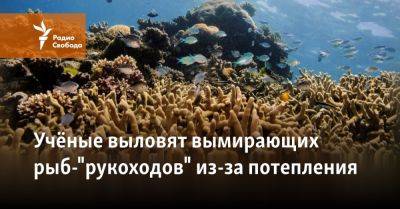 Учёные выловят вымирающих рыб-"рукоходов" из-за потепления - svoboda.org - Австралия