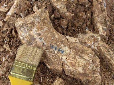 Якутские ученые нашли кости неизвестных древних животных - obzor.lt - Россия - респ. Саха