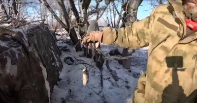 Грызуны атакуют окопы: солдаты РФ начали болеть из-за нашествия мышей и крыс на передовой - focus.ua - Россия - Украина - Англия - Минобороны - Великобритания