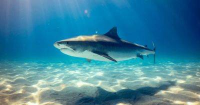 Дайвер дружит с огромной тигровой акулой более двух десятилетий (видео) - focus.ua - Украина - шт.Флорида