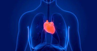 Здоровое сердце: 10 самых полезных продуктов - dsnews.ua - Украина