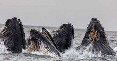 Ученые смогли разговаривать с китами на их "языке": они пообщались с китом по имени Твен - focus.ua - Украина