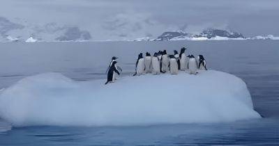 Качели для пингвинов: полярники показали, как развлекаются пернатые (видео) - focus.ua - Украина - Антарктида - станция Академик Вернадский