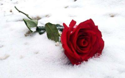 Не повторяйте эту ошибку: что нужно сделать с розами на участке, если очень теплая зима и нужно ли их укрывать - hyser.com.ua - Украина