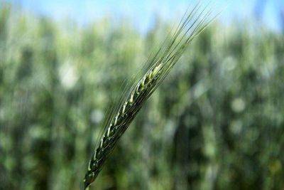 Котировки пшеницы на CBOT снижаются после ралли - smartmoney.one - Москва - Украина - Бразилия - Reuters