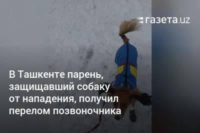 В Ташкенте парень, защищавший собаку от нападения, получил перелом позвоночника - gazeta.uz - Узбекистан - Ташкент