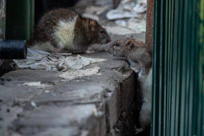 "Не бобер и не капибара": в прифронтовых районах расплодились крысы-людоеды (фото) - vchaspik.ua - Украина - Израиль