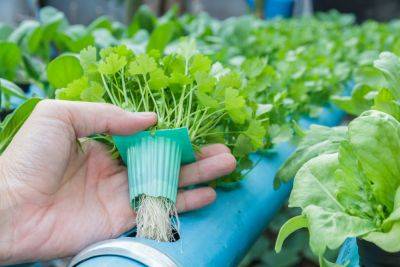 Шведские ученые разработали «е-почву», которая вдвое ускоряет рост растений - itc.ua - Украина - Швеция