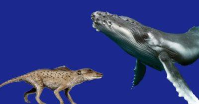 Увидели возможность: зачем далекие предки китов покинули сушу и переместились в океан - focus.ua - Украина - Индия - Пакистан