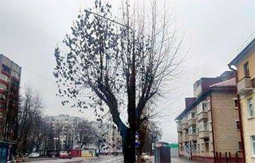 В Бобруйске растет тополь, который не сбросил листья на зиму - charter97.org - Белоруссия - Бобруйск