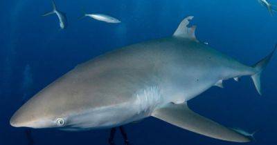 Супергерои в океане: акула впервые заново отрастила спинной плавник (фото) - focus.ua - Украина
