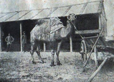 Киев в 1910-1917 годах - фото грузовых верблюдов на улицах - apostrophe.ua - Украина - Киев