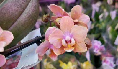 Полив - это тонкая грань: как правильно поливать орхидею, чтобы она не гнила и не всохлась - ukrainianwall.com - Украина