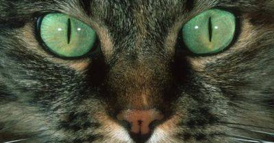 За разнообразный цвет глаз кошек отвечает один необычный предок: что выяснили ученые - focus.ua - Украина
