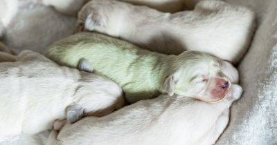 Зеленый щенок золотистого ретривера удивил оригинальной окраской и получил кличку Мохито - focus.ua - Украина - Германия