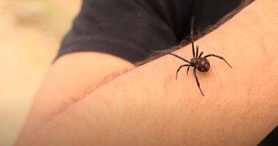 Не навлеките беды и несчастья: почему никогда нельзя трогать пауков, если они завелись в вашем доме - hyser.com.ua - Украина
