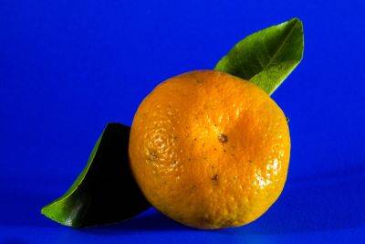 Если купили очень кислые мандарины: три способа превратить плоды во вкуснятину - hyser.com.ua - Украина