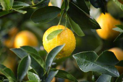 Больше не придется тратить деньги: выращиваем лимоны у себя дома - hyser.com.ua - Украина