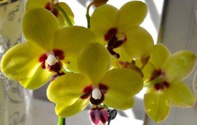 Как правильно пересадить орхидею, чтобы она еще лучше цвела и не засыхала - hyser.com.ua - Украина